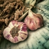 _garlic-139659_640