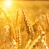 _wheat-3506758_640